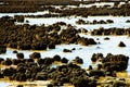 Hamelin Pool Stromatolites Royalty Free Stock Photo