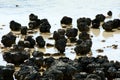 Hamelin Pool Stromatolites Royalty Free Stock Photo