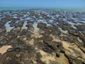 Hamelin Pool Stromatolites Royalty Free Stock Photo