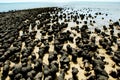 Hamelin Pool Stromatolites Royalty Free Stock Photo