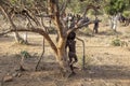 Omo Valley, Ethiopia - January 10, 2019: Hamer tribe members prepare for initiation rites