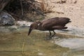 Hamerkop Royalty Free Stock Photo