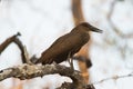 Hamerkop Royalty Free Stock Photo