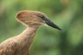 Hamerkop Royalty Free Stock Photo