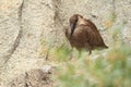 Hamerkop Royalty Free Stock Photo