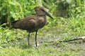 Hamerkop Royalty Free Stock Photo