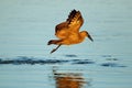 Hamerkop bird in flight over water