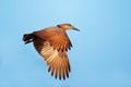 Hamerkop bird in flight
