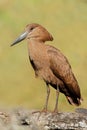 Hamerkop bird perched on a branch Royalty Free Stock Photo