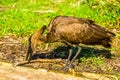 Hamerkop bird picking up a branch, tropical animal from madagascar and Africa Royalty Free Stock Photo