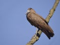 Hamerkop on branch Royalty Free Stock Photo