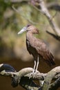 Hamerkop on branch Royalty Free Stock Photo