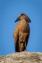 Hamerkop with catchlight turns head on branch Royalty Free Stock Photo