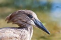 Hamerkop Royalty Free Stock Photo