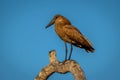 Hamerkop on dead branch against blue sky Royalty Free Stock Photo