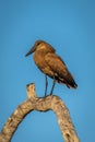 Hamerkop on dead branch beneath blue sky Royalty Free Stock Photo