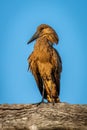 Hamerkop on dead branch under blue sky Royalty Free Stock Photo
