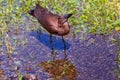 Hamerkop Drinking