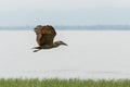 Hamerkop in mid flight