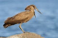 Hamerkop next to Lake Malawi