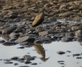 Hamerkop on pebbles Royalty Free Stock Photo