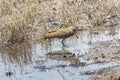 Hamerkop (Scopus umbretta), an African wading bird Royalty Free Stock Photo