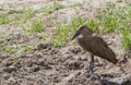 Hamerkop Scopus umbretta closeup standing on the ground