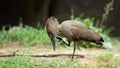 Hamerkop, Scopus umbretta Royalty Free Stock Photo