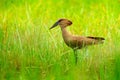 Hamerkop, Scopus umbretta, in the green grass. wet season in Africa. Brown bird in the nature habitat. Wildlife scene from Moremi,