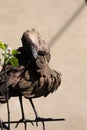 Hamerkop, Scopus umbretta is interesting bird Royalty Free Stock Photo