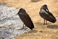 Hamerkop, Scopus umbretta is interesting water bird Royalty Free Stock Photo