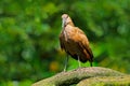 Hamerkop, Scopus umbretta, in the nest. Bird building nest with branch in the bill. Beautiful evening sun. Animal nesting behaviou Royalty Free Stock Photo