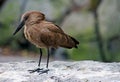 Hamerkop, Scopus umbretta Royalty Free Stock Photo