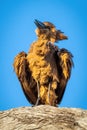 Hamerkop shakes feathers on branch in sunshine Royalty Free Stock Photo
