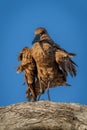 Hamerkop shakes itself on branch in sunshine Royalty Free Stock Photo