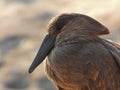 Hamerkop a South African bird species