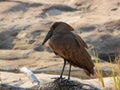 Hamerkop a South African bird species