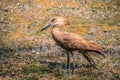 Hamerkop standing on the bank of a lake