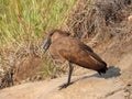 Hamerkop in a riverbed