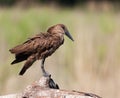 Hamerkop upright on branch