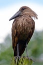 The hamerkop is a wading bird and is found in Africa, Madagascar and Arabia Royalty Free Stock Photo