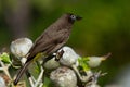 hamerkop who wades in a small river