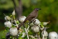 hamerkop who wades in a small river