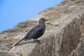 hamerkop who wades in a small river