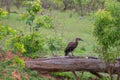 hamerkop who wades in a small river