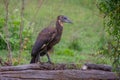 hamerkop who wades in a small river