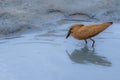 hamerkop who wades in a small river
