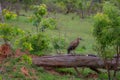 hamerkop who wades in a small river