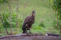 hamerkop who wades in a small river