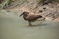 Hamerkop (Scopus umbretta). Royalty Free Stock Photo